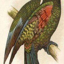 Схема вышивки «Серия птицы»