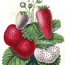 Схема вышивки «Клубника»