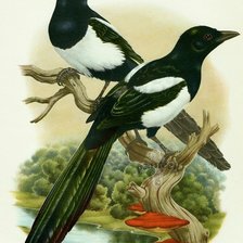 Схема вышивки «Серия птицы»