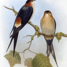 Схема вышивки «Ласточки»