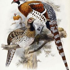 Схема вышивки «№1147186»