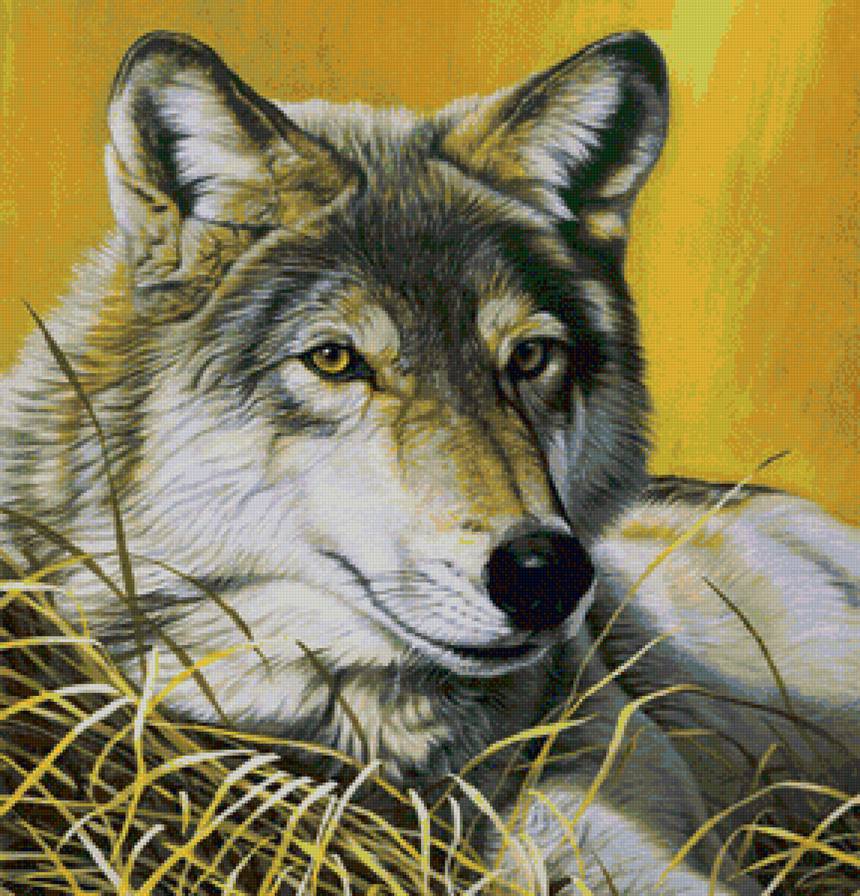 Одинокий волк - животные, волки - предпросмотр