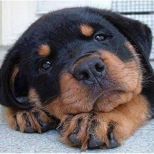 Схема вышивки «№1147568»