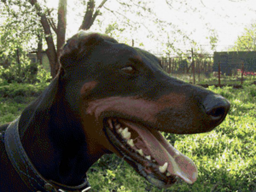 Доберман - собаки доберман - предпросмотр