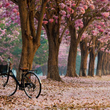 розовая аллея