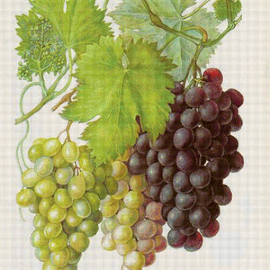 Сочные грозди - фрукты, ягоды, виноград - предпросмотр