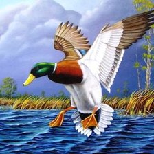 Схема вышивки «Утка»