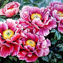 Схема вышивки «Пионы»