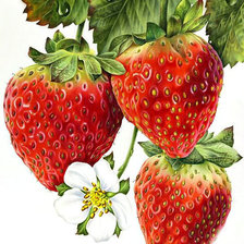 Схема вышивки «Клубничка»