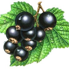 Схема вышивки «Смородина»