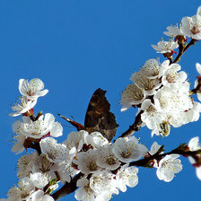 Схема вышивки «Это весна»