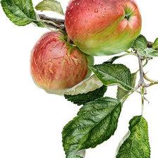 Схема вышивки «После дождя»