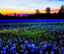 Схема вышивки «вечер»