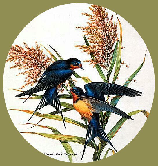 Серия птицы - вышивка крестом - оригинал