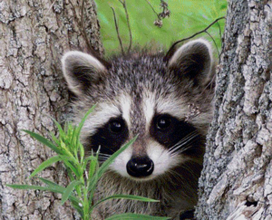 енот - природа, звери, лес - предпросмотр