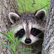 Схема вышивки «енот»