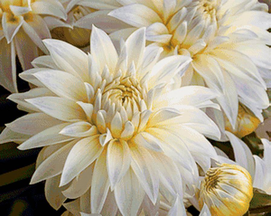 георгины - природа, цветы - предпросмотр