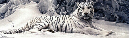 Тигр на снегу - оригинал