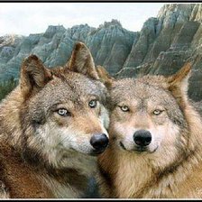 Схема вышивки «Волки»