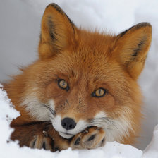 Схема вышивки «Лиса»