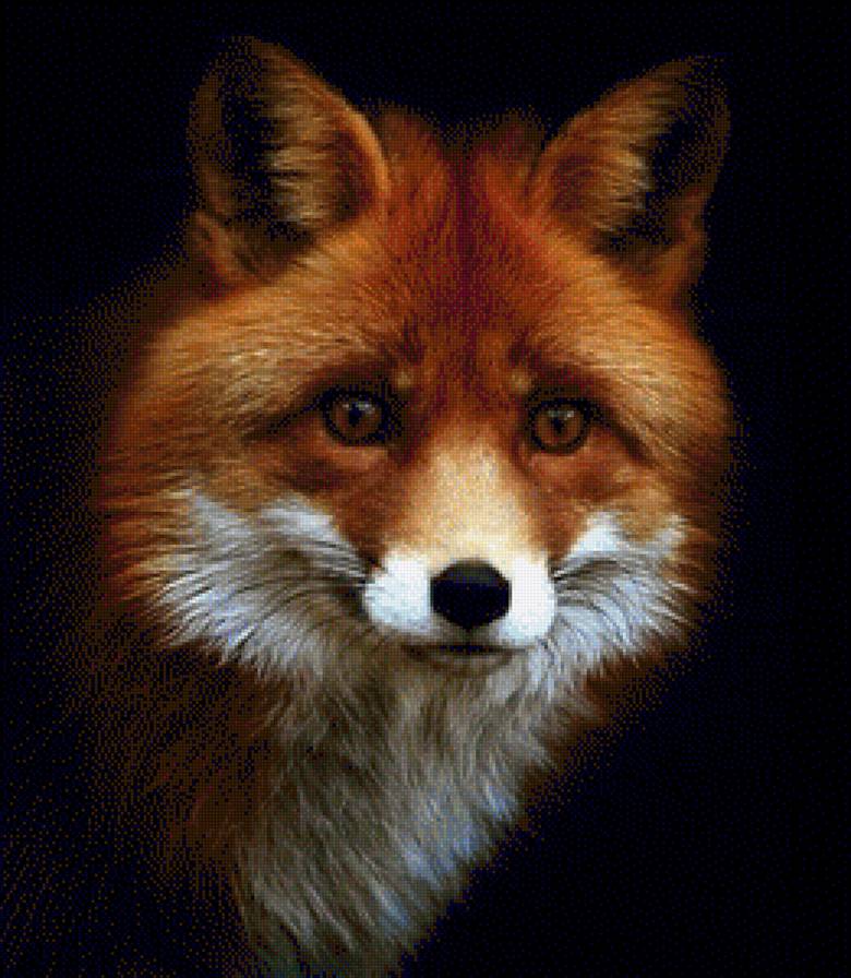 Лис - лис, лиса, дикие животные - предпросмотр