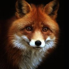 Схема вышивки «Лис»