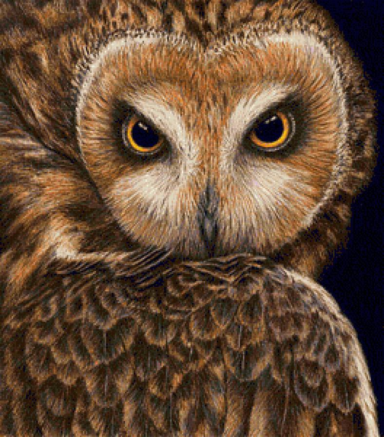 ночной страж - хищники, сова, филин, птицы - предпросмотр