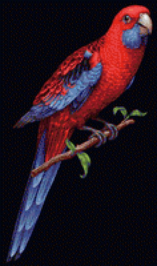 попугай - предпросмотр