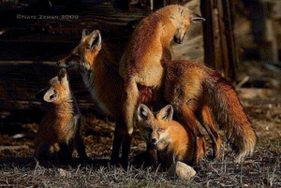 Лисье семейство - дикие животные, лиса, природа, животные, лисы - предпросмотр