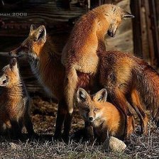 Схема вышивки «Лисье семейство»