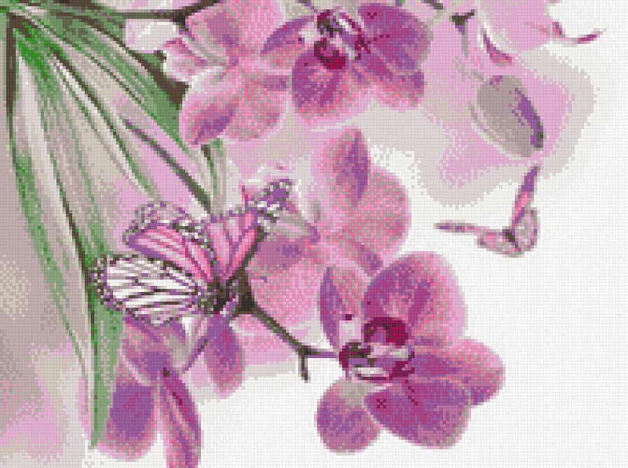 Орхидеи и бабочки - предпросмотр