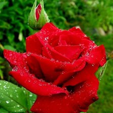 Схема вышивки «Роза»