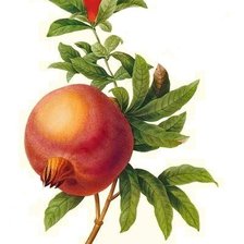 Ветка граната