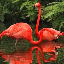 Схема вышивки «фламинго»