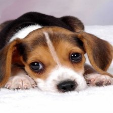 Схема вышивки «щенок»