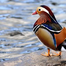 Схема вышивки «утки»