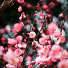 Схема вышивки «К 8 марта»