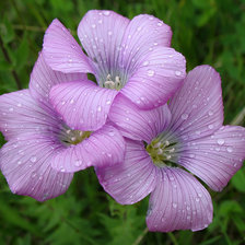 Схема вышивки «фиолетовые цветы»
