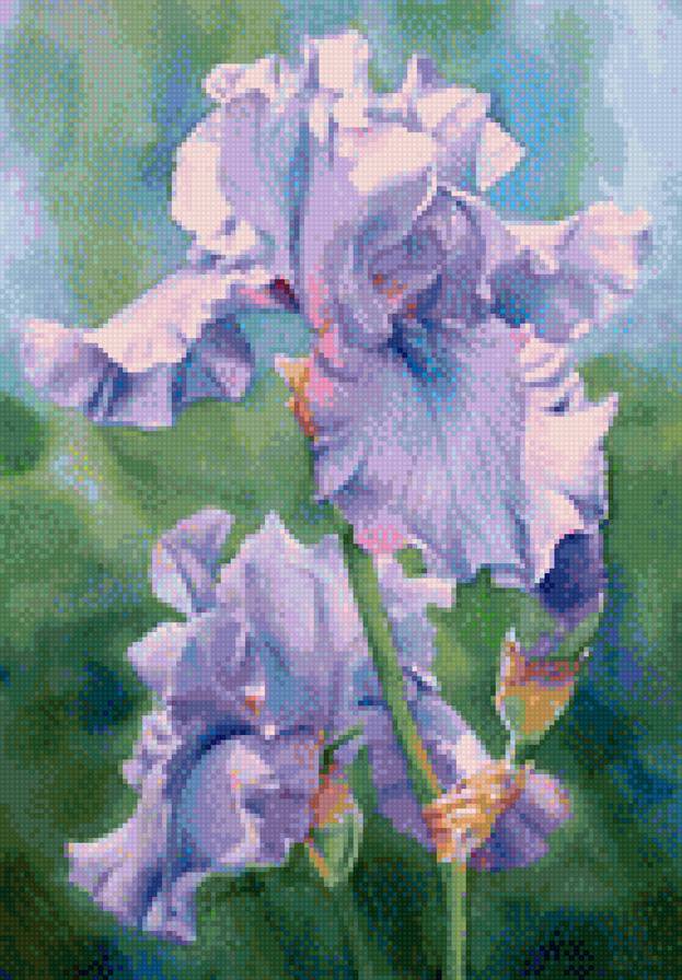 ирис - цветы ирисы - предпросмотр