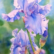 Схема вышивки «ирис»