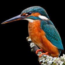 Схема вышивки «зимородок»