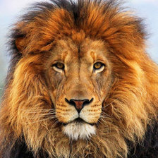 Схема вышивки «лев»