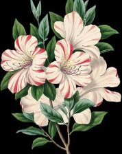 Схема вышивки «№1153739»