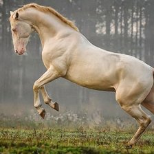 Ахалтекинец