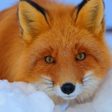 Схема вышивки «Лисичка»