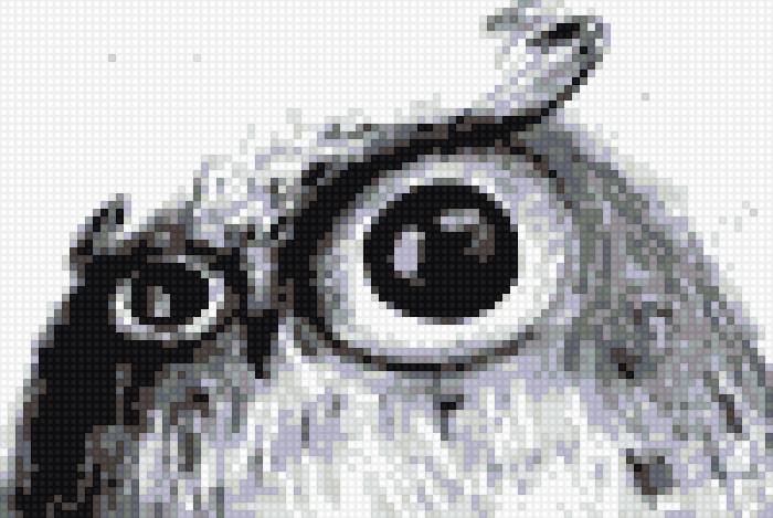 Сова чб - сова, черно-белое - предпросмотр