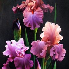 Схема вышивки «Ирисы»