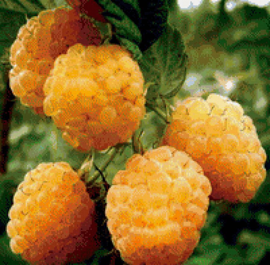 Малинка - фрукты, малина - предпросмотр