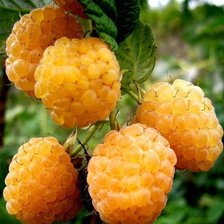 Схема вышивки «Малинка»