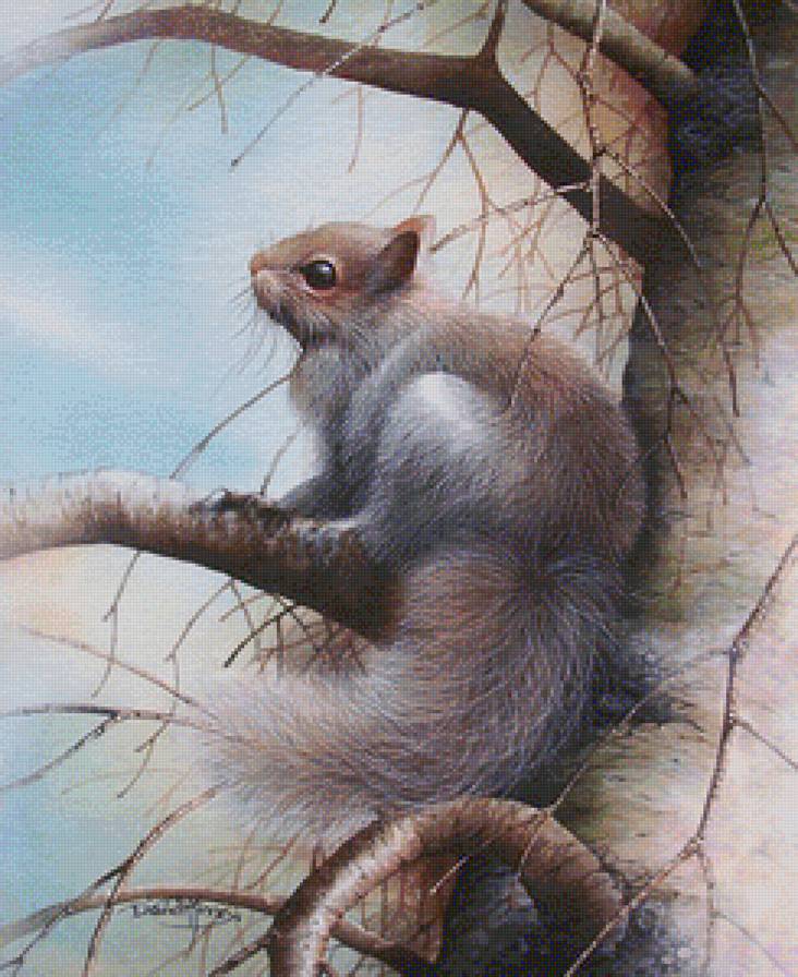 Белочка - животные, природа - предпросмотр